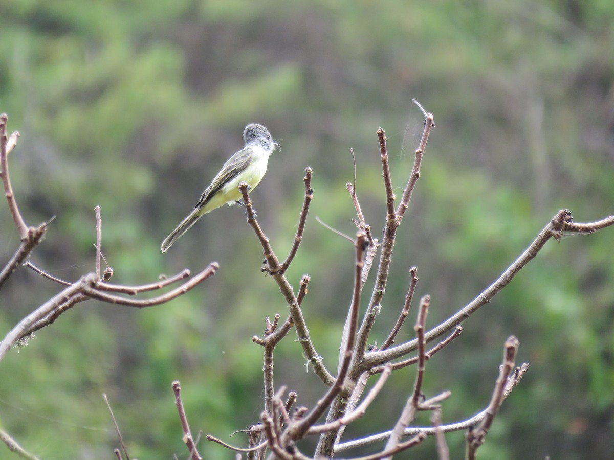 Sooty-crowned Flycatcher - ML220224871