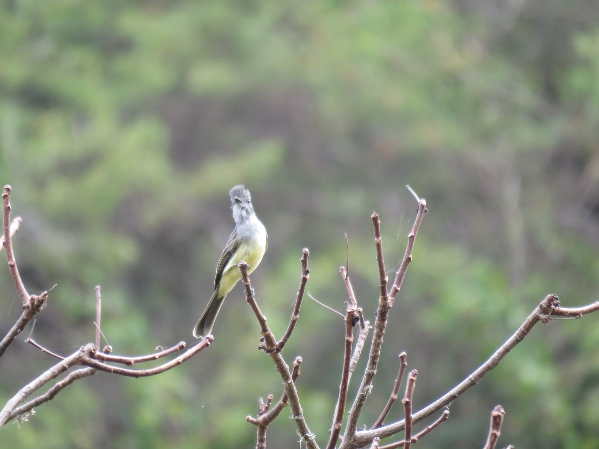 Sooty-crowned Flycatcher - ML220224911