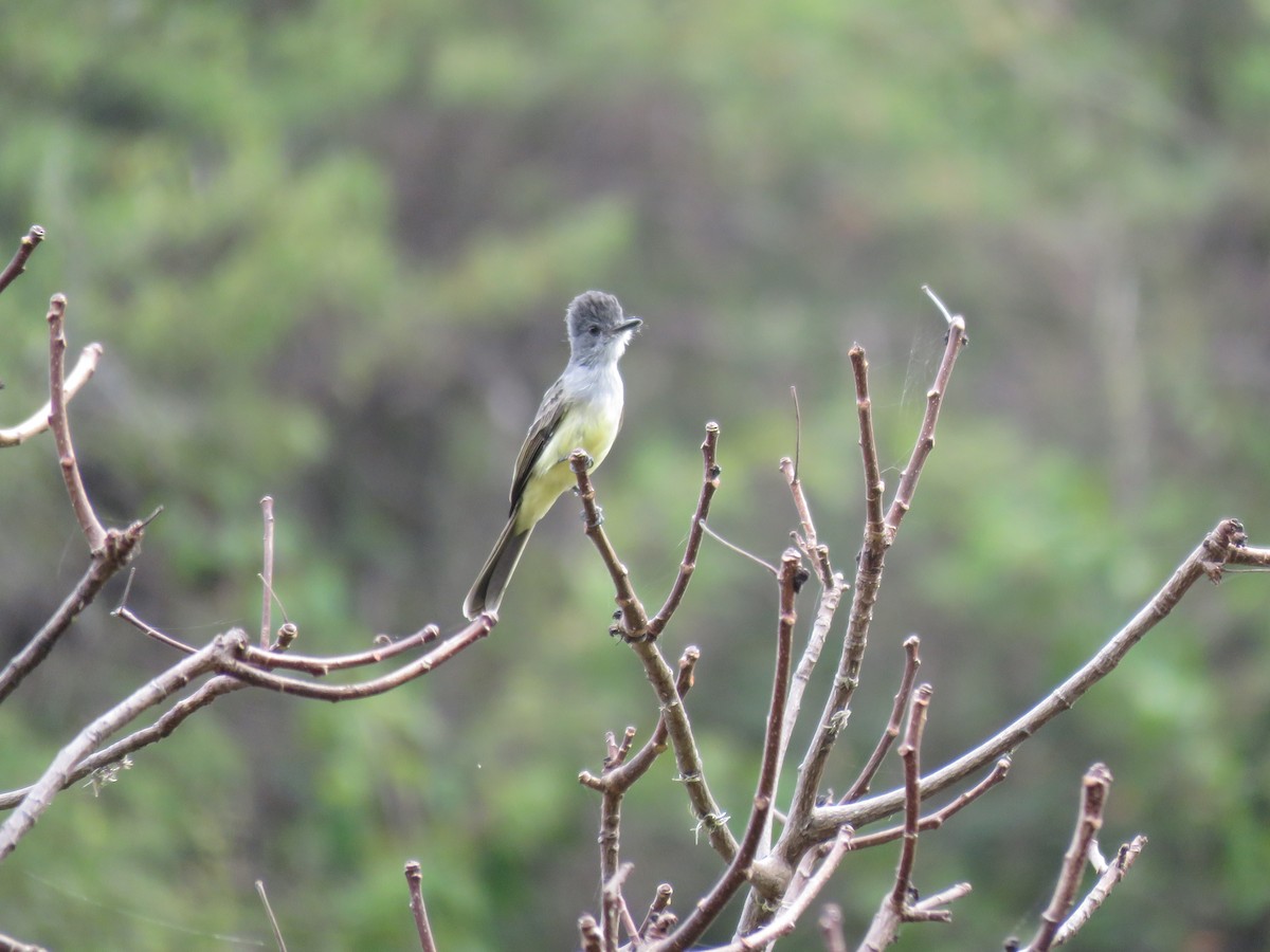 Sooty-crowned Flycatcher - ML220224921