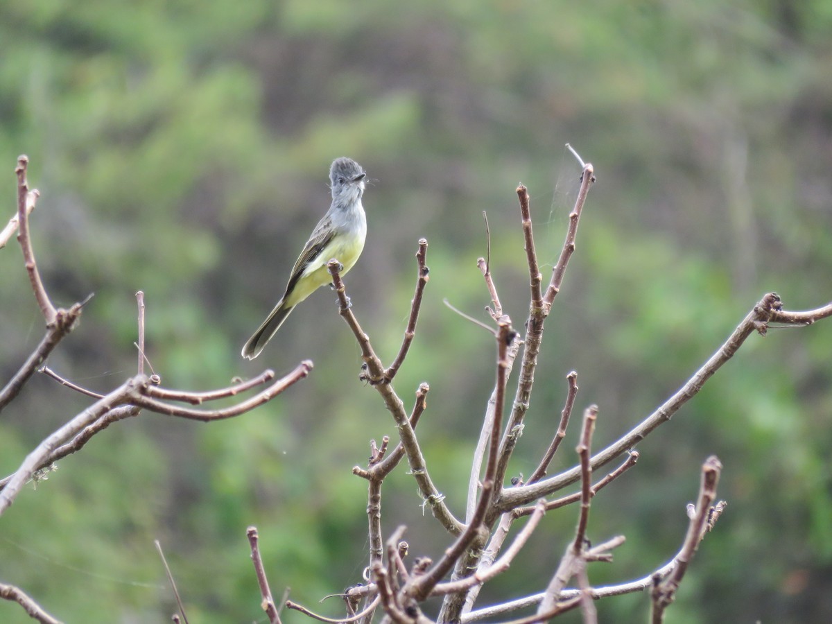 Sooty-crowned Flycatcher - ML220224971