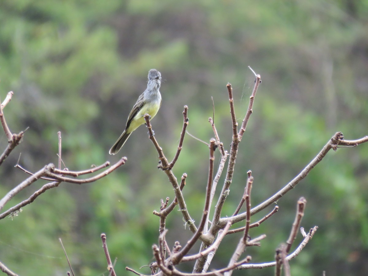 Sooty-crowned Flycatcher - ML220225081