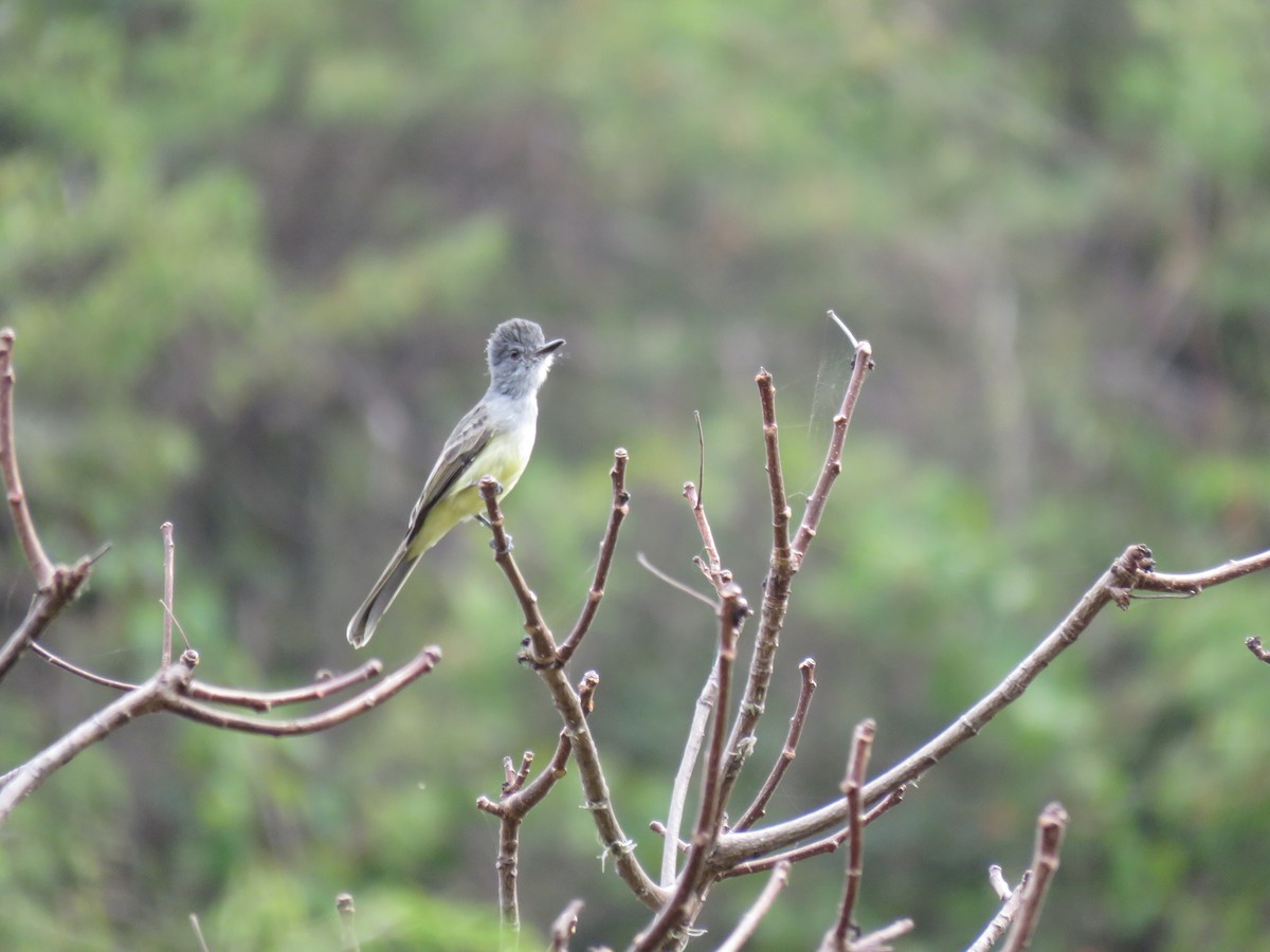 Sooty-crowned Flycatcher - ML220225131