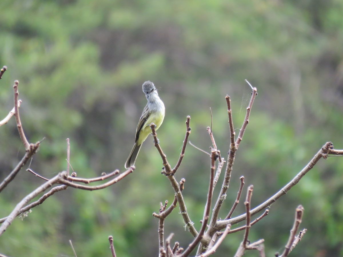 Sooty-crowned Flycatcher - ML220225231