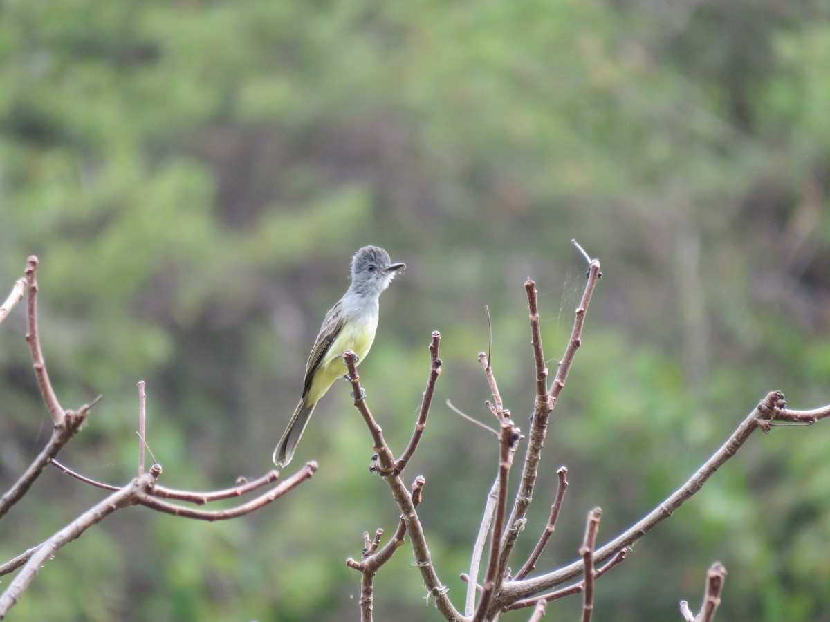 Sooty-crowned Flycatcher - ML220225251