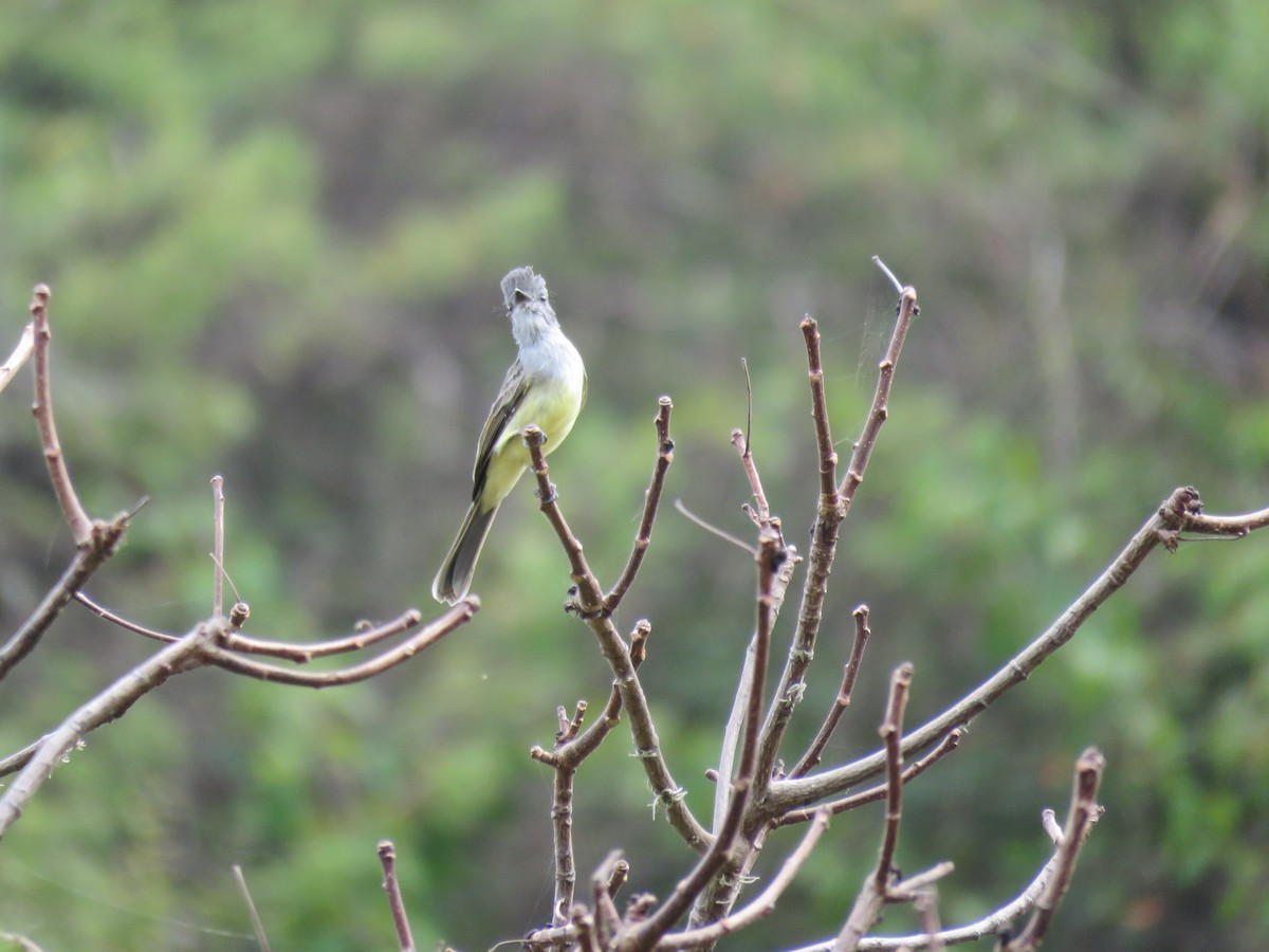 Sooty-crowned Flycatcher - ML220225281