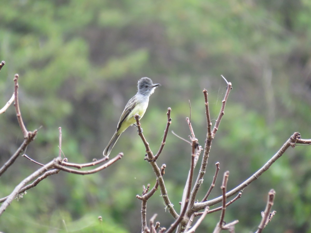 Sooty-crowned Flycatcher - ML220225331