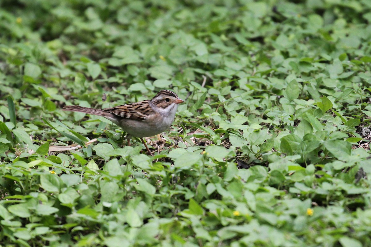 Clay-colored Sparrow - ML220225751