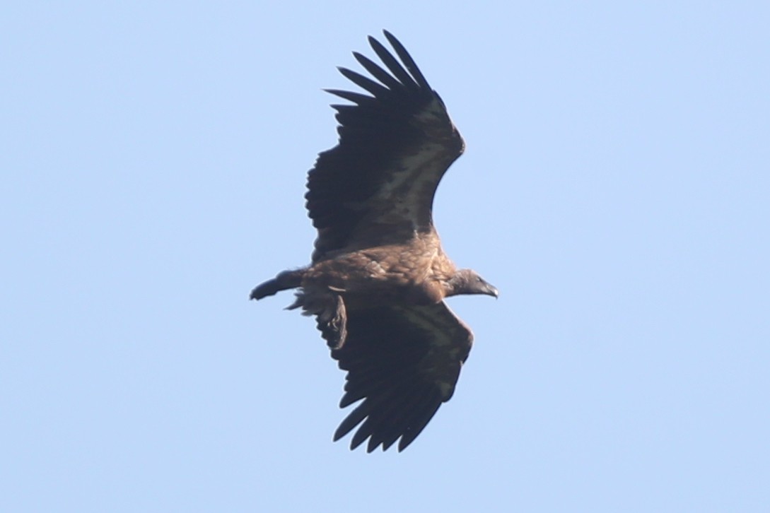 White-backed Vulture/Rüppell's Griffon - ML220225911