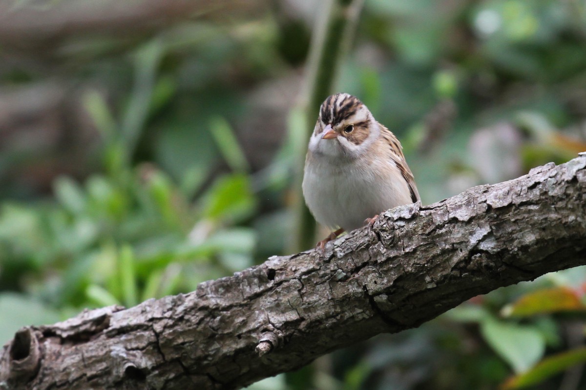 Clay-colored Sparrow - ML220225921