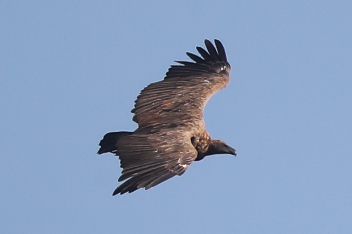 White-backed Vulture/Rüppell's Griffon - ML220225931