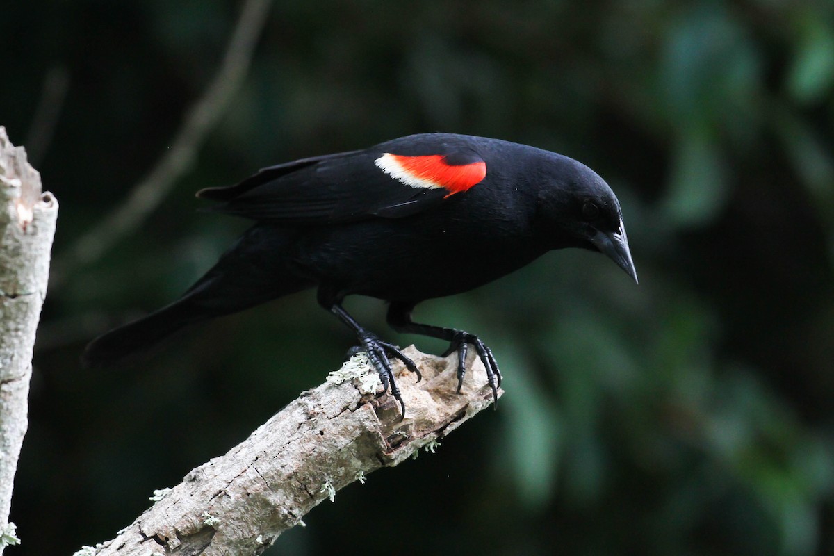 Red-winged Blackbird - ML220225981