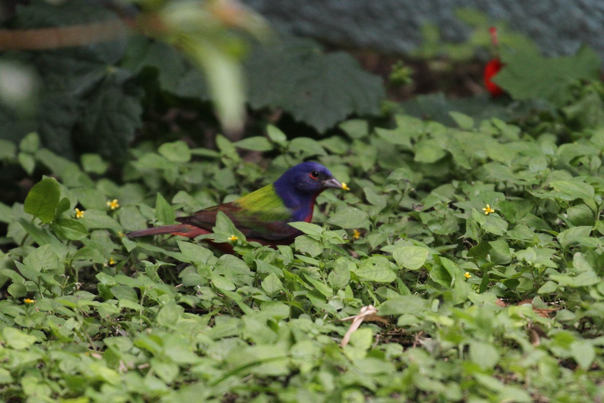 Painted Bunting - ML220226021