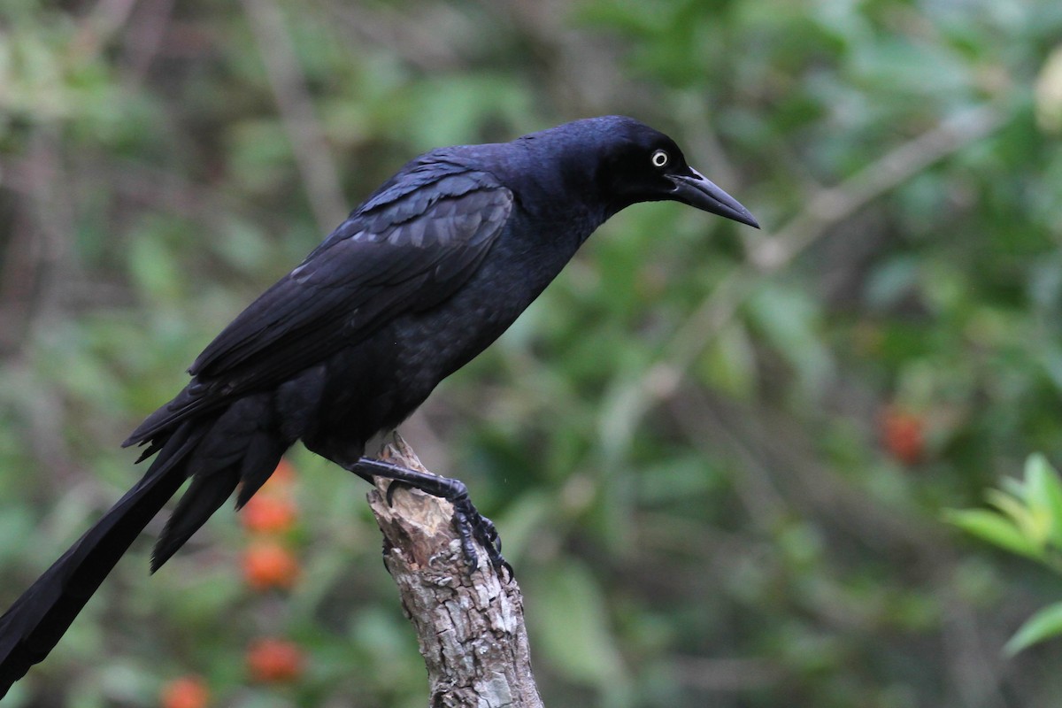 Great-tailed Grackle - ML220226151