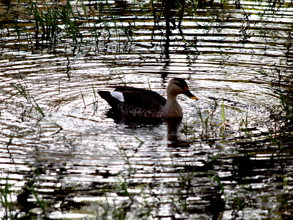 Indian Spot-billed Duck - ML220226431