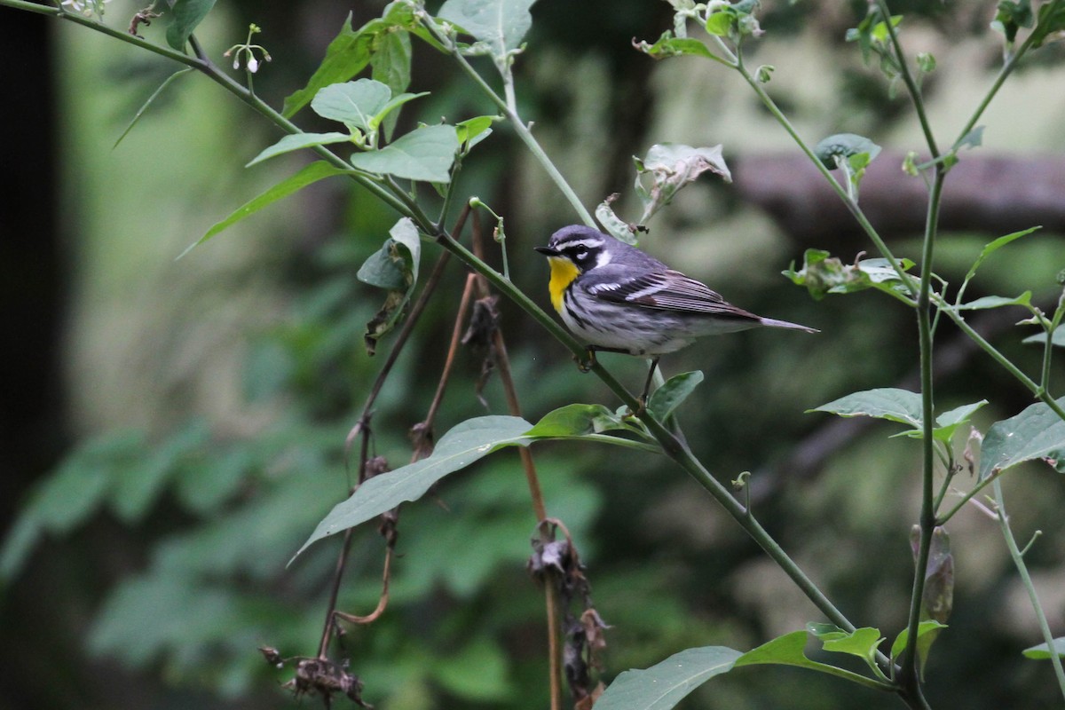 Yellow-throated Warbler (albilora) - ML220227041
