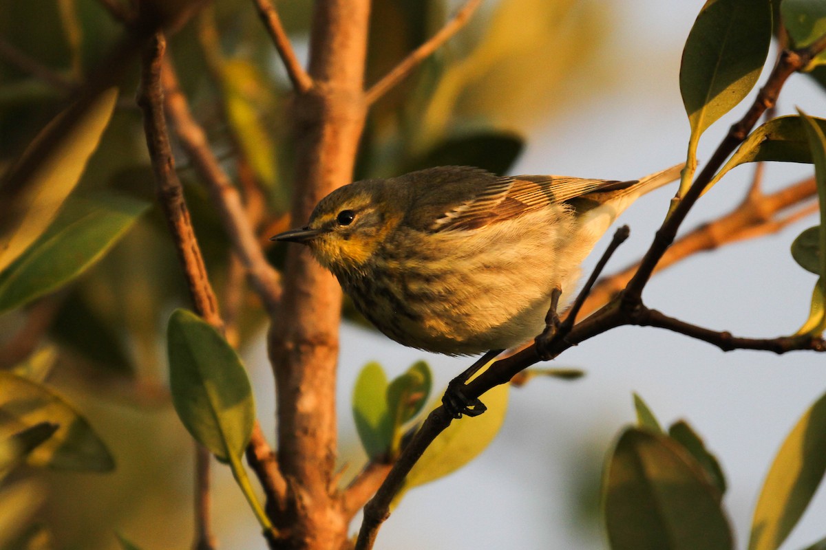 Cape May Warbler - ML220227631