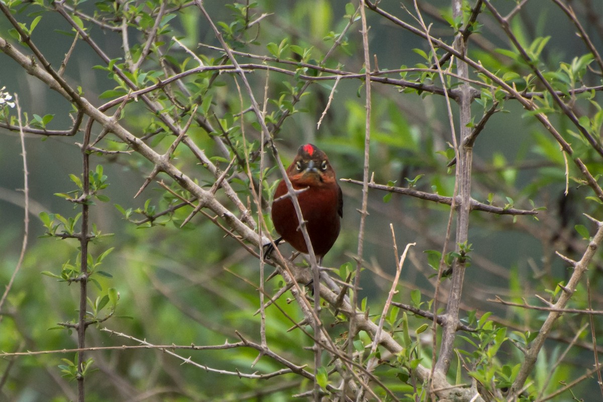 Red-crested Finch - Javier González