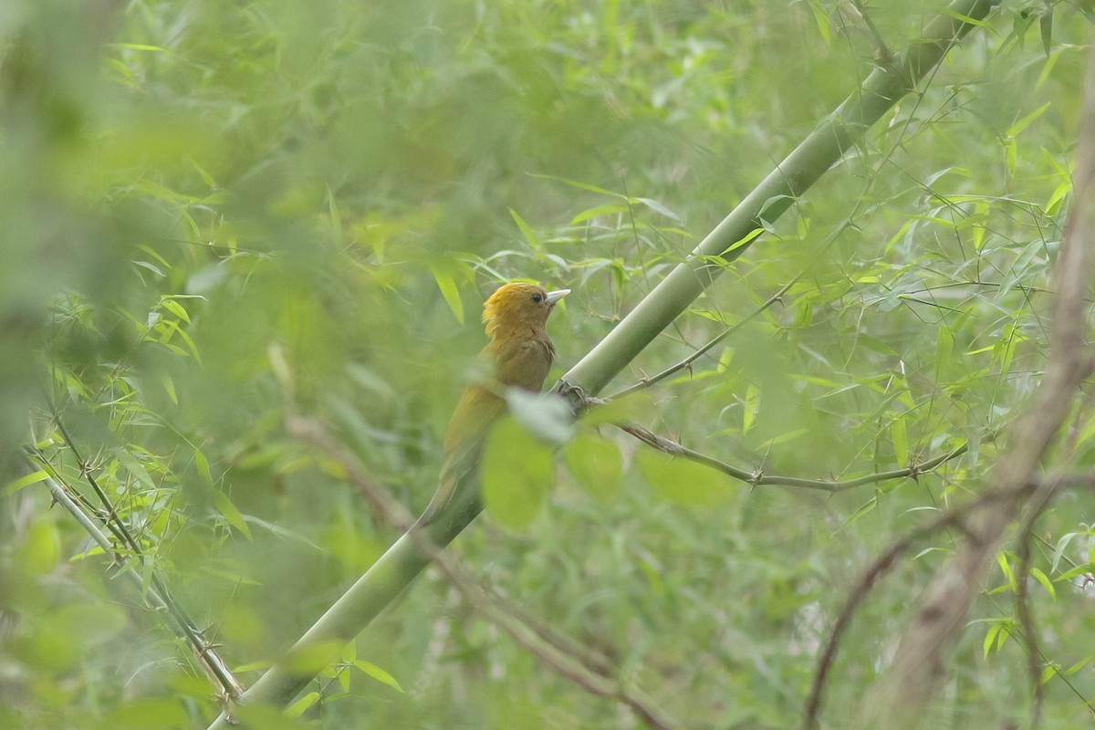 Bamboo Woodpecker - Wich’yanan Limparungpatthanakij