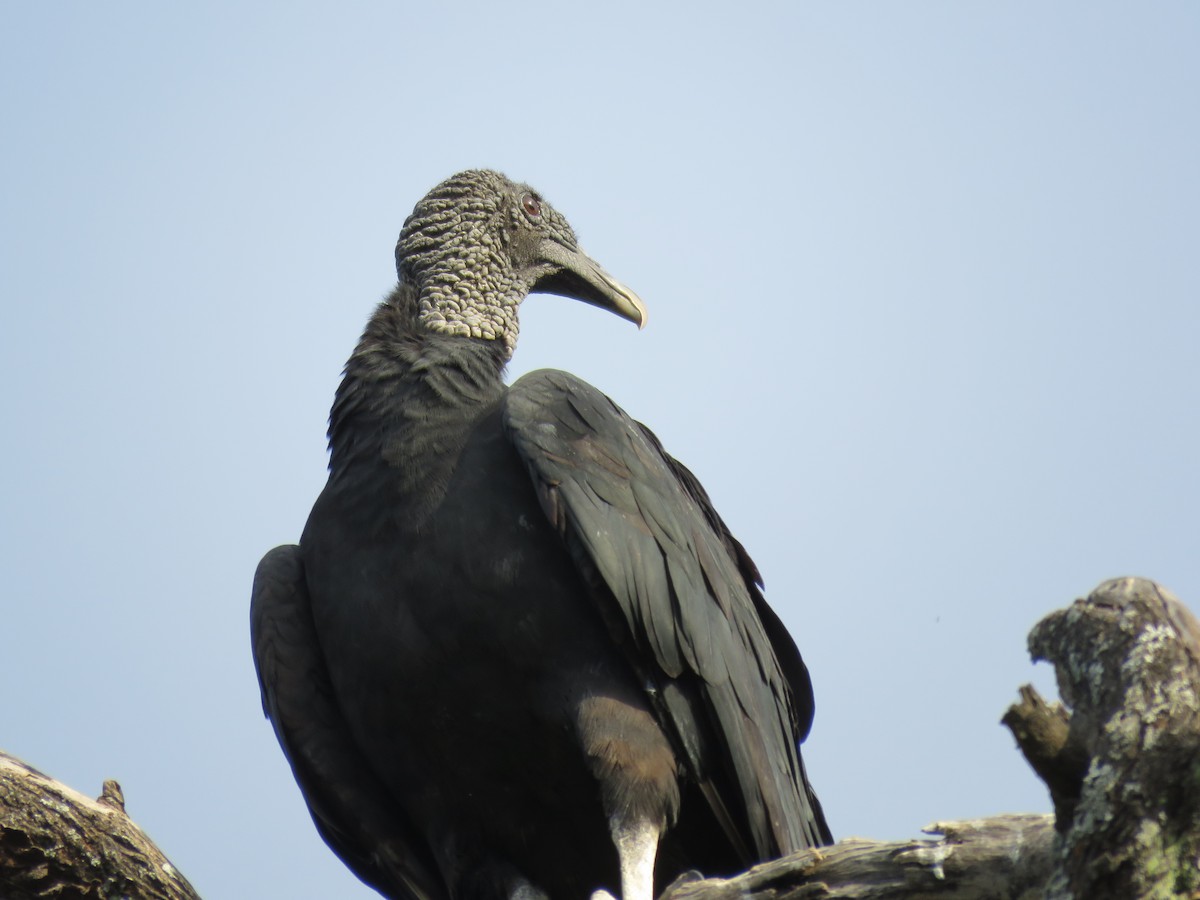 Black Vulture - Fernando Angulo - CORBIDI