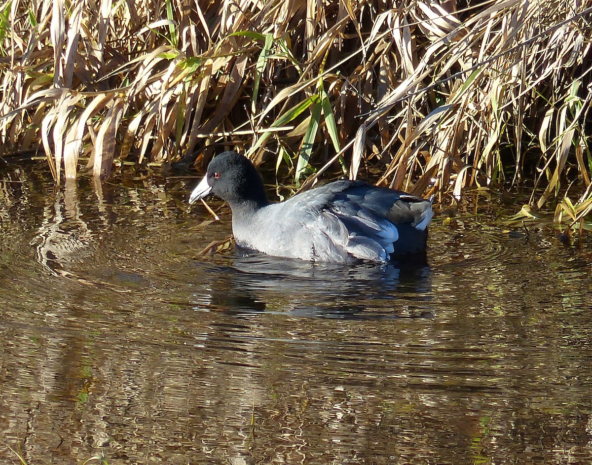 American Coot (Red-shielded) - Hilary Maguire