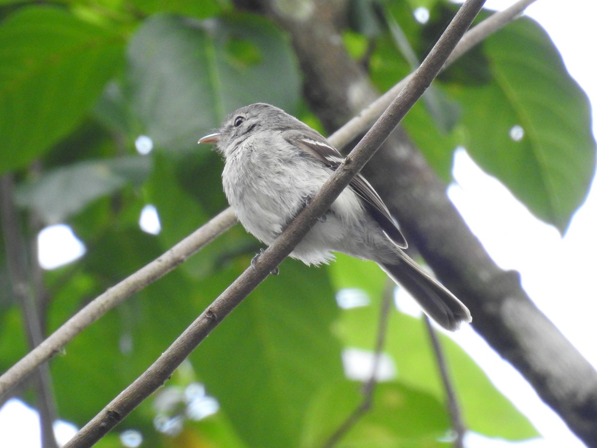 Gray-breasted Flycatcher - ML220238601