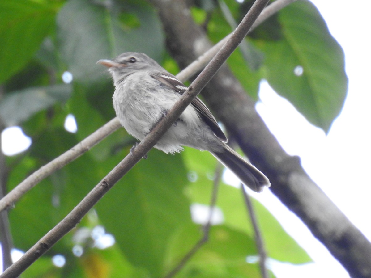 Gray-breasted Flycatcher - ML220238631