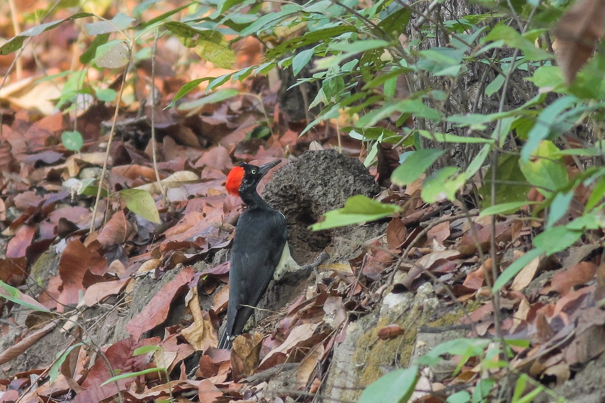 White-bellied Woodpecker - Wich’yanan Limparungpatthanakij