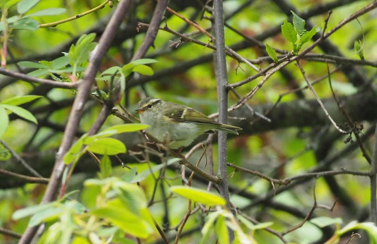 Sichuan Leaf Warbler - ML220243501