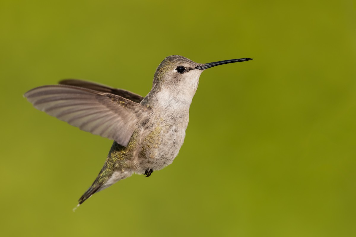 Costa's Hummingbird - Sharif Uddin