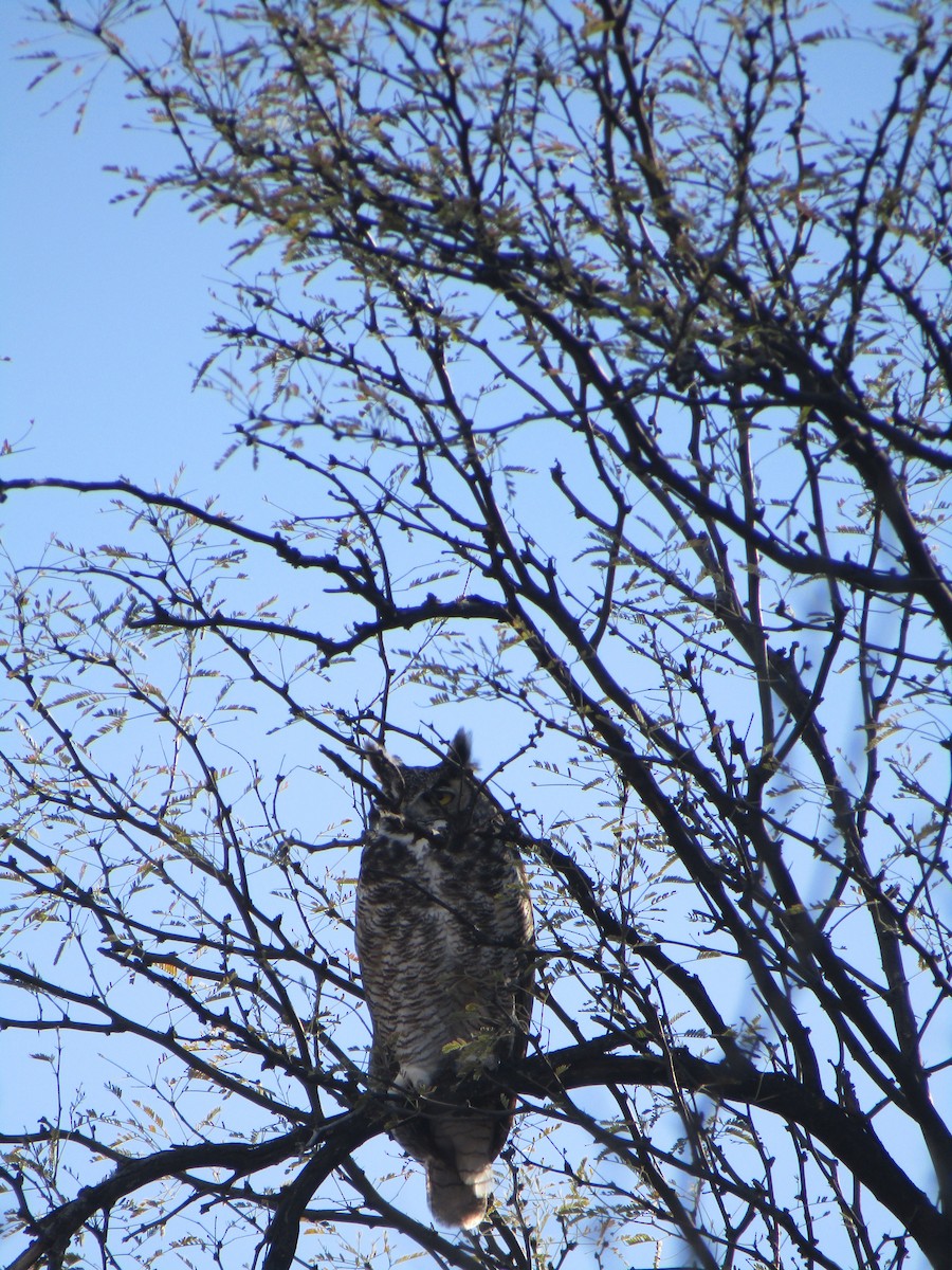 Great Horned Owl - ML220247311