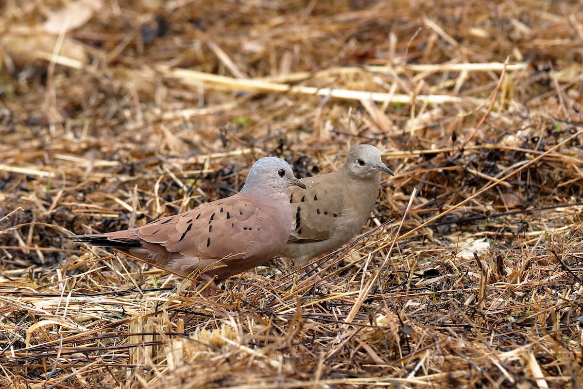 Ruddy Ground Dove - Holger Teichmann