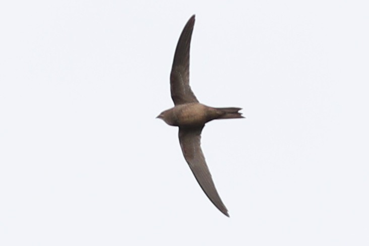 African Palm Swift - Ting-Wei (廷維) HUNG (洪)
