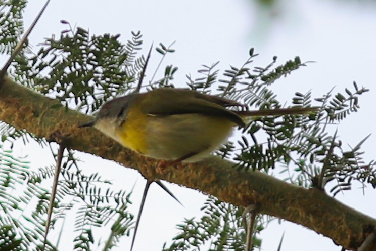 Yellow-breasted Apalis - Ting-Wei (廷維) HUNG (洪)