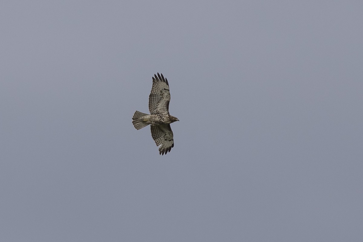 Red-tailed Hawk - ML220253521