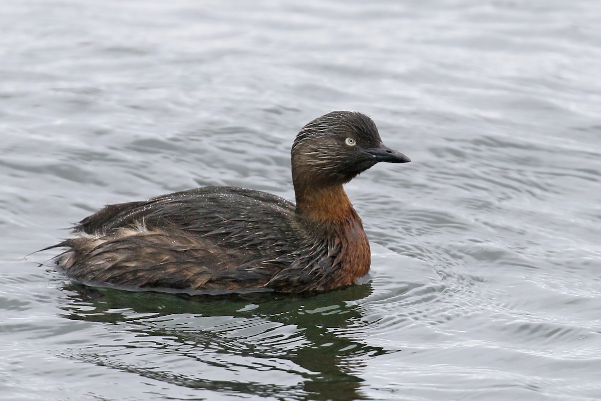 New Zealand Grebe - Jan Andersson