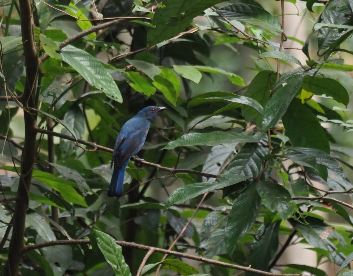 Asian Fairy-bluebird - Detlef Stremke
