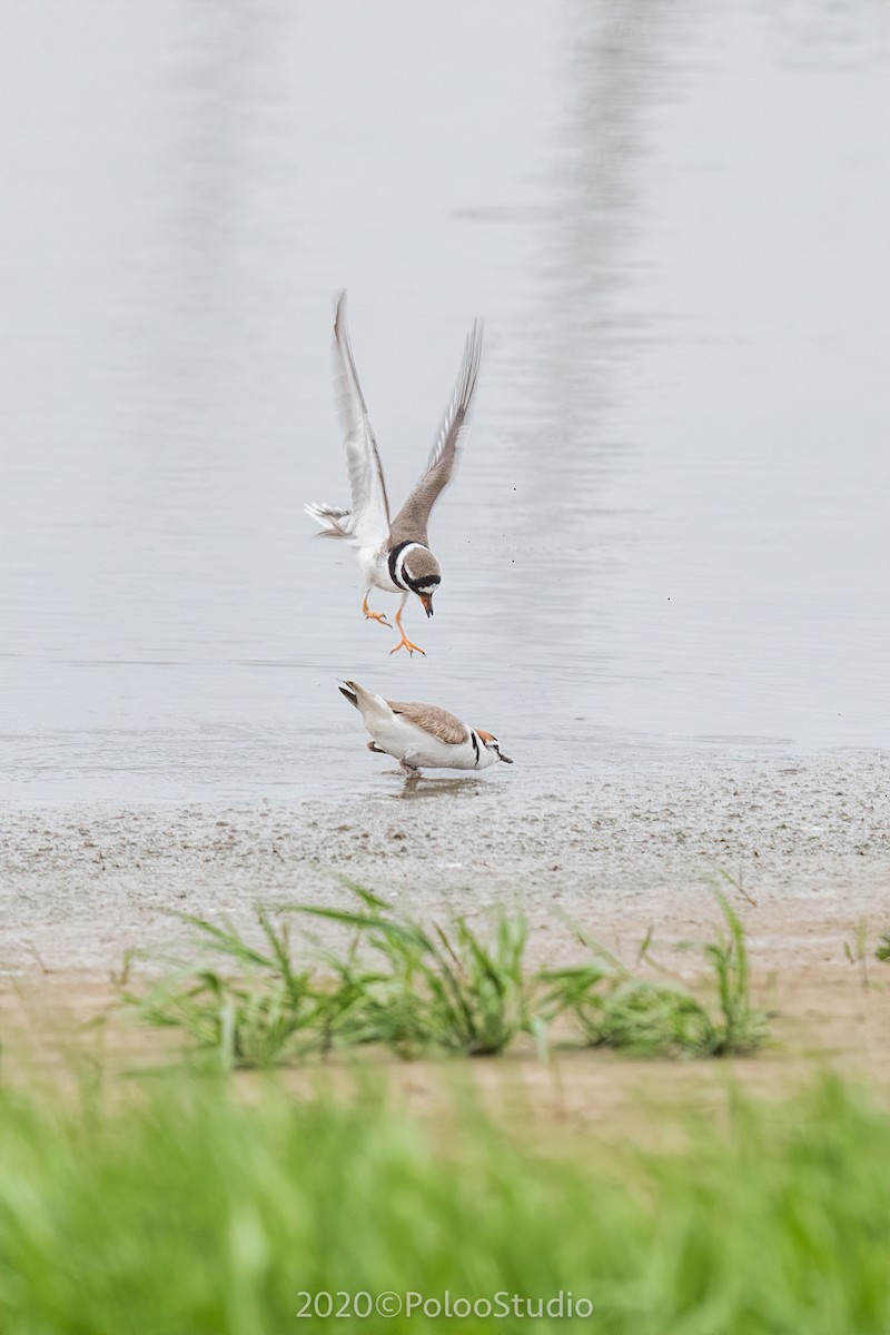 Common Ringed Plover - Wei Yan