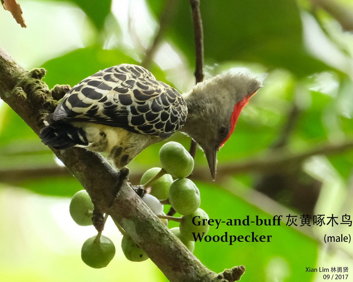 Gray-and-buff Woodpecker - Lim Ying Hien