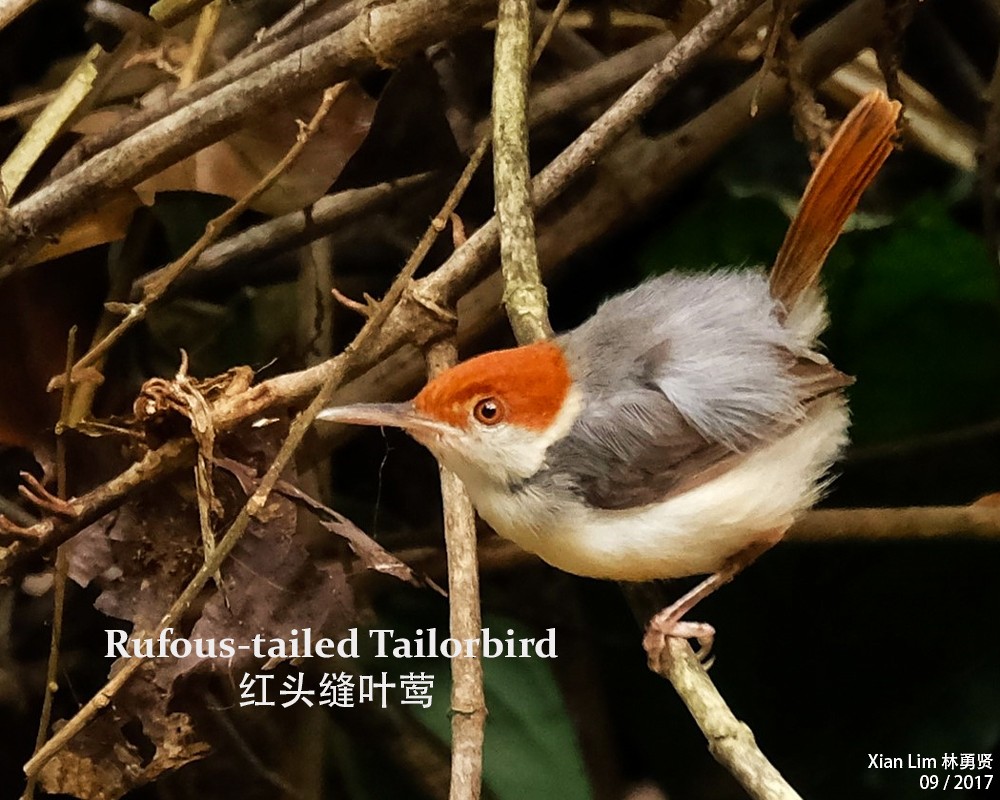 Rufous-tailed Tailorbird - Lim Ying Hien