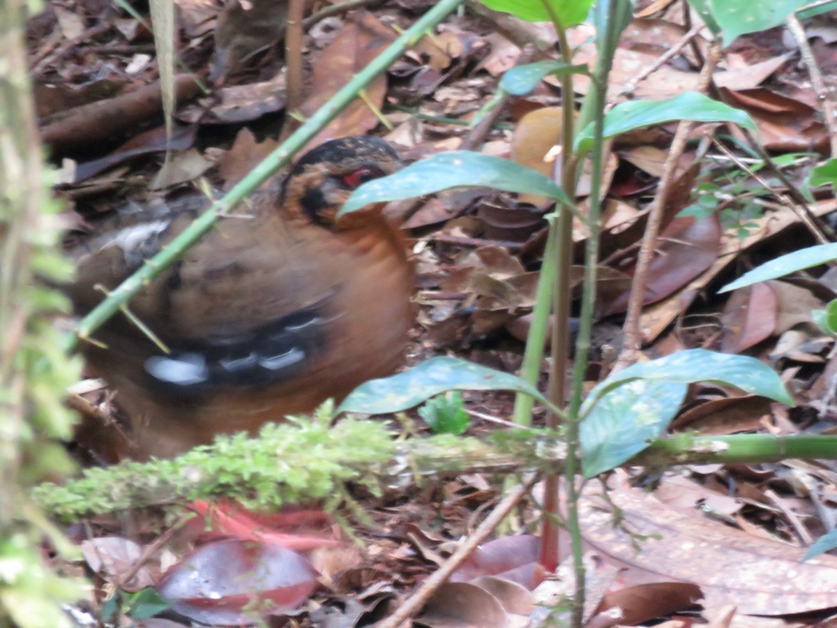 Red-breasted Partridge - ML220269911