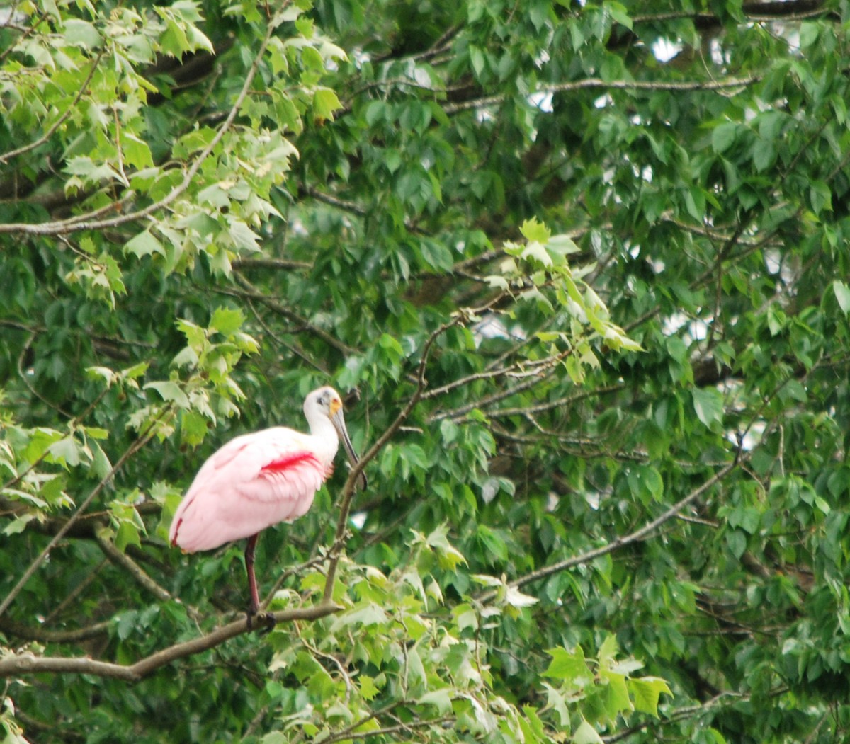 Roseate Spoonbill - Diana Oliver