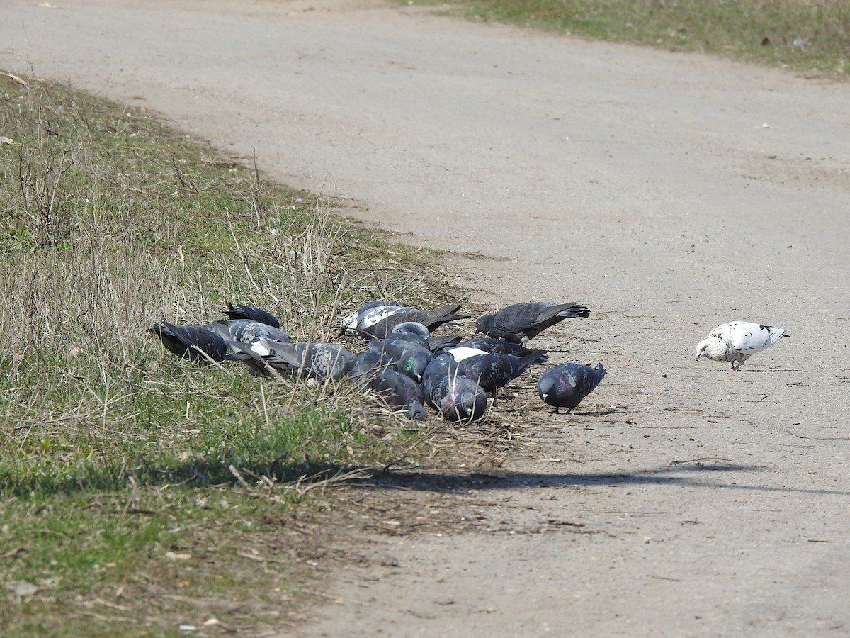 Rock Pigeon (Feral Pigeon) - Igor Kozytsky