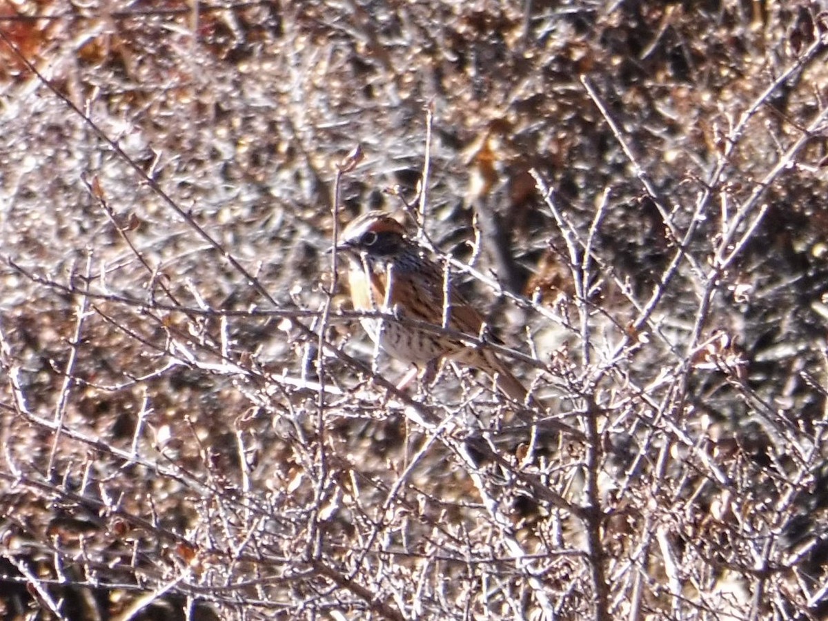 Rufous-breasted Accentor - ML220277511
