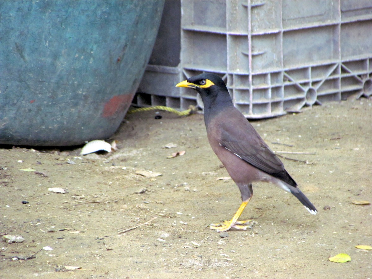 Common Myna - Peter Hines