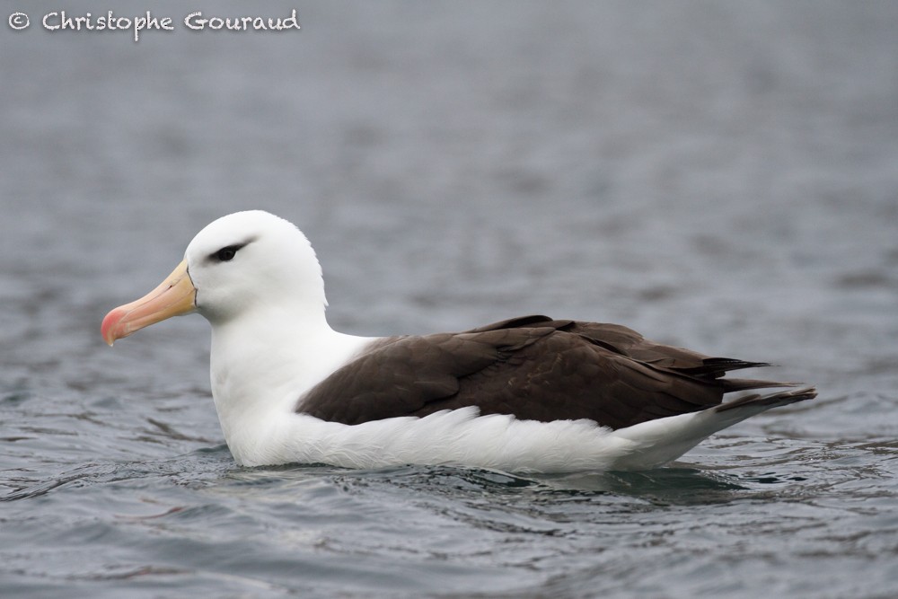 Black-browed Albatross (Black-browed) - Christophe Gouraud