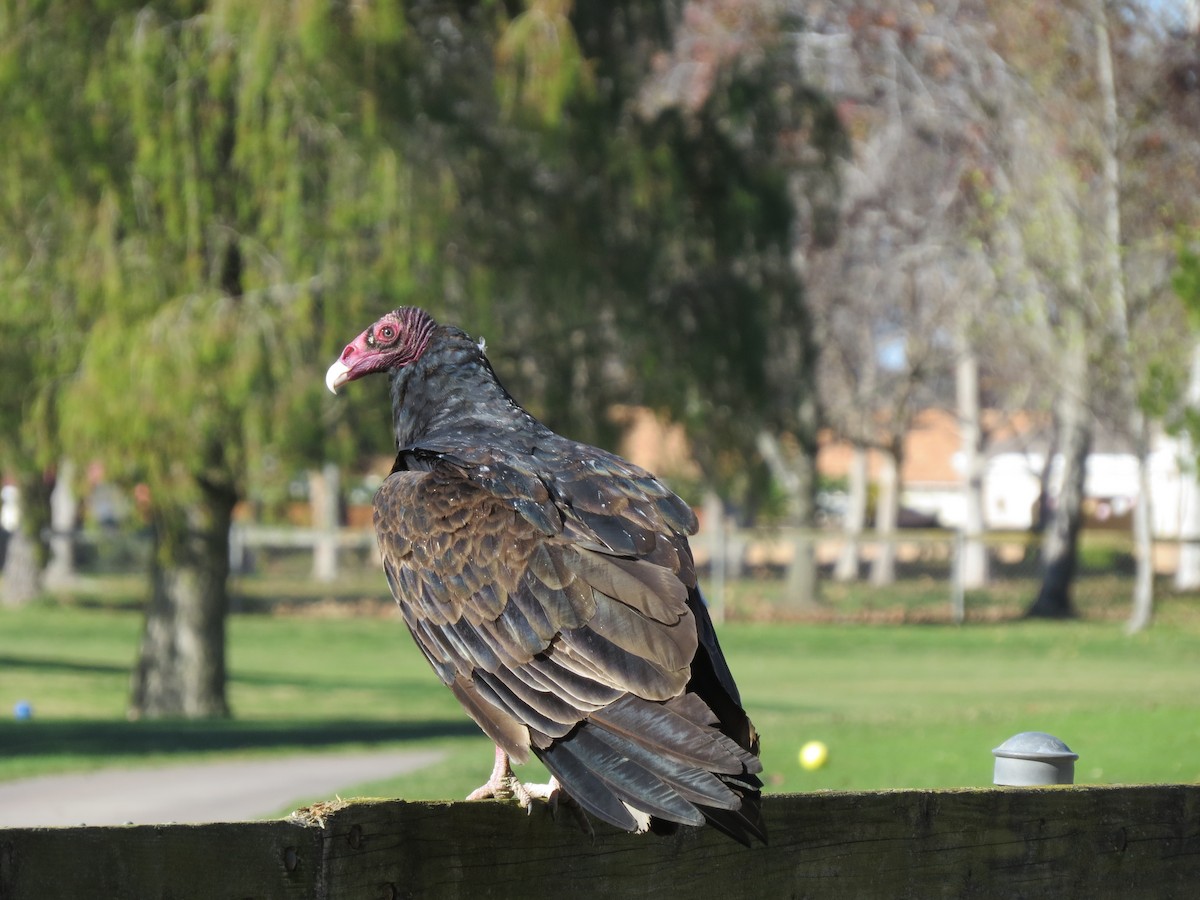 Turkey Vulture - Edana Salisbury