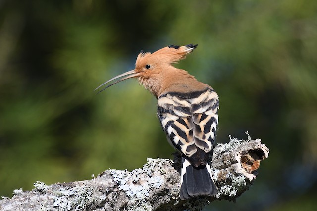 Definitive Basic (or Alternate) Plumage (subspecies <em class="SciName notranslate">epops</em>). - Eurasian Hoopoe - 