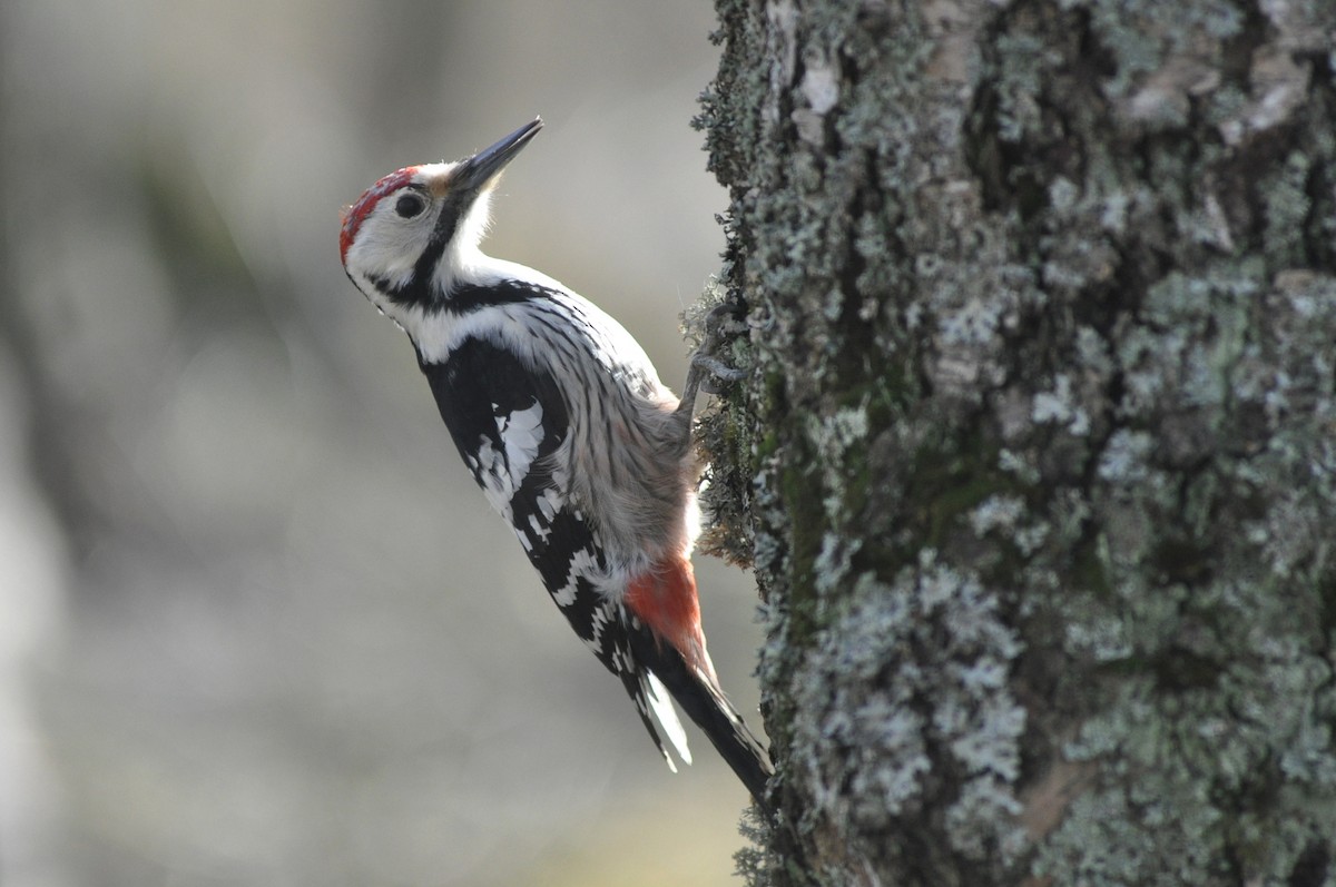 White-backed Woodpecker - ML220287081