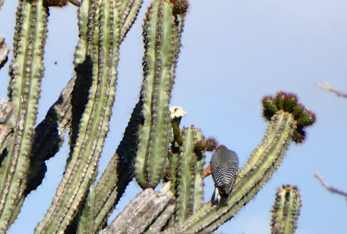 Golden-fronted Woodpecker (West Mexico) - ML220290171
