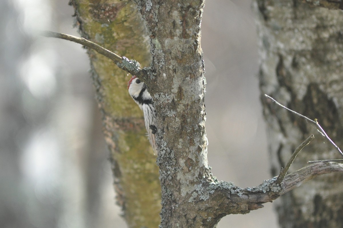 White-backed Woodpecker - ML220290261